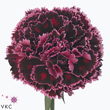 Срезанные цветы оптом Dianthus st nobbio burgundy от 80шт. из Голландии с доставкой по России