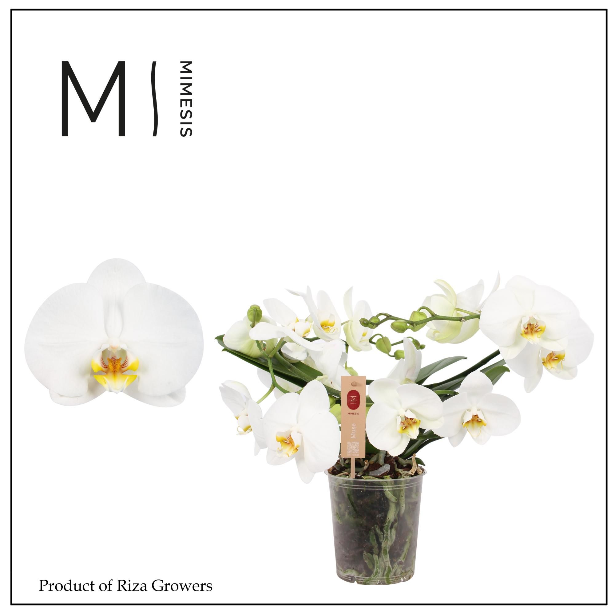 Горшечные цветы и растения оптом Phal Muse White 25+ (mimesis) от 3шт из Голландии с доставкой по России