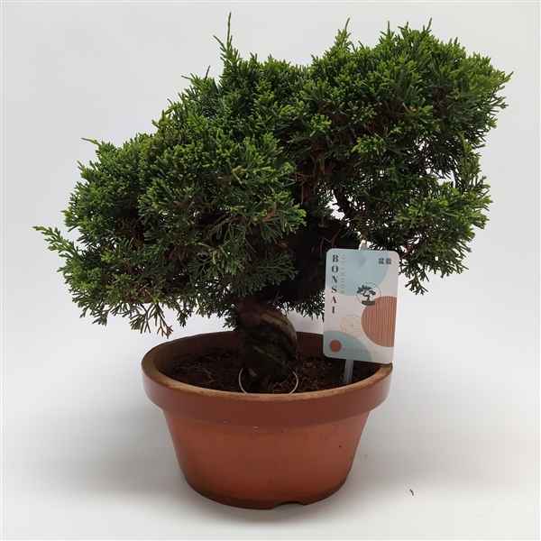 Горшечные цветы и растения оптом Bonsai Juniperus Itoigawa от 1шт из Голландии с доставкой по России