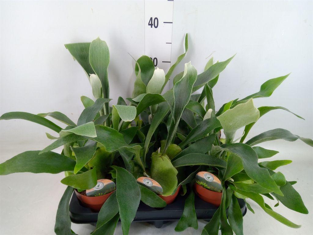 Горшечные цветы и растения оптом Platycerium Bifurc. от 6шт из Голландии с доставкой по России