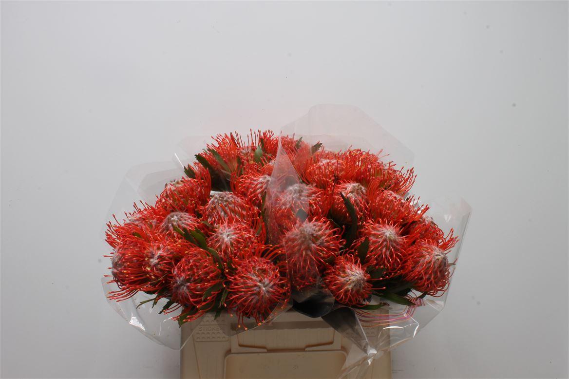 Срезанные цветы оптом Nutans tango от 30шт из Голландии с доставкой по России