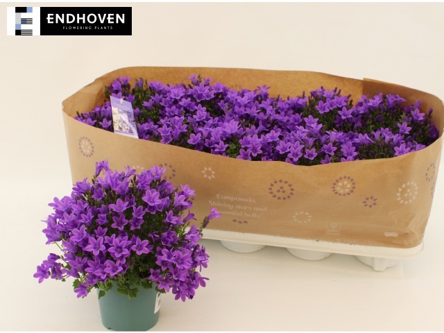 Горшечные цветы и растения оптом Camp Portenschlagian от 10шт (для телеги) из Голландии с доставкой по России