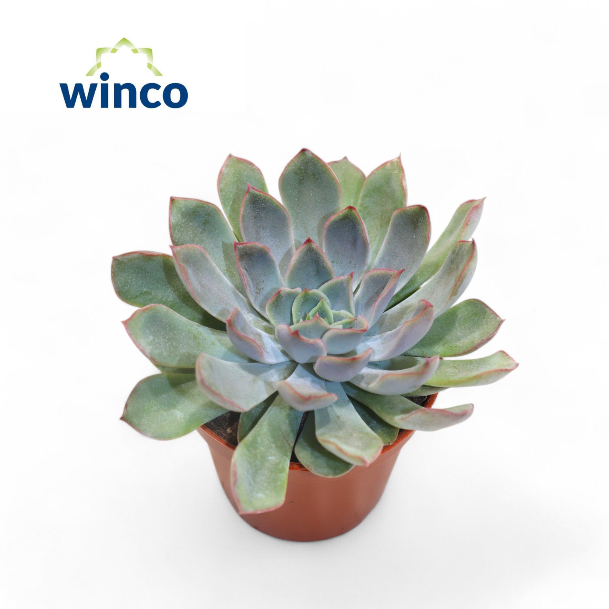 Горшечные цветы и растения оптом Echeveria Blue Speed от 18шт (для телеги) из Голландии с доставкой по России