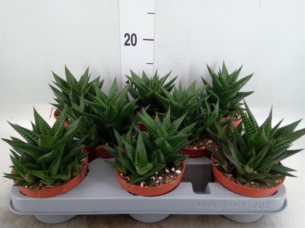 Горшечные цветы и растения оптом Haworthia Limifolia от 8шт из Голландии с доставкой по России