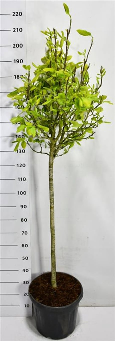 Горшечные цветы и растения оптом Magnolia Soulangeana On Stem от 1шт из Голландии с доставкой по России