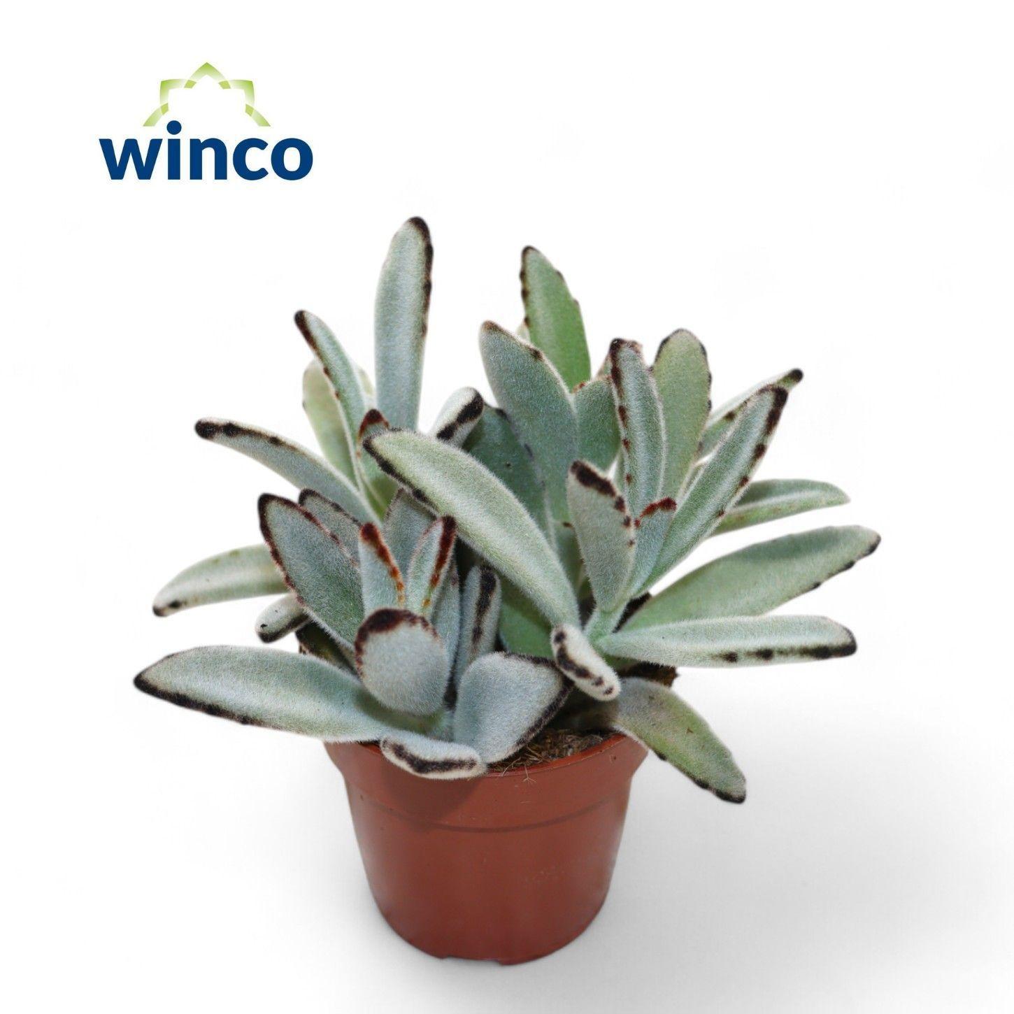 Горшечные цветы и растения оптом Kalanchoe Tomentosa от 18шт (для телеги) из Голландии с доставкой по России