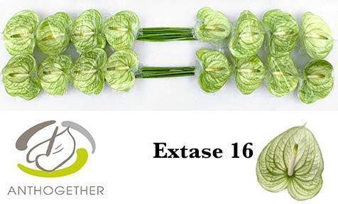 Срезанные цветы оптом Anthurium extase от 16шт из Голландии с доставкой по России