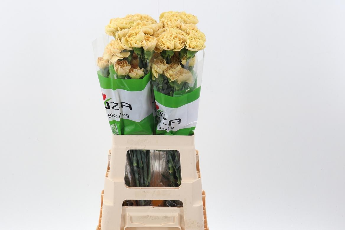 Срезанные цветы оптом Dianthus st mustard от 160шт из Голландии с доставкой по России