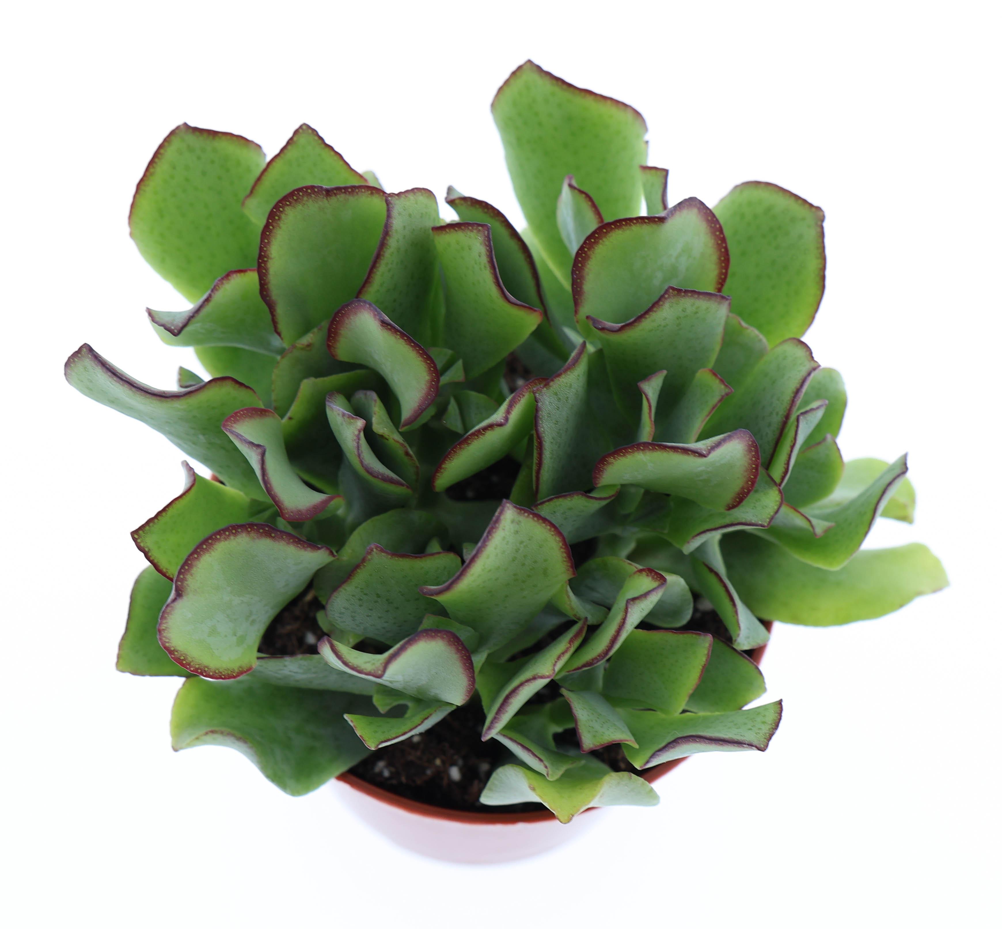 Горшечные цветы и растения оптом Crassula Aborescens от 12шт (для телеги) из Голландии с доставкой по России