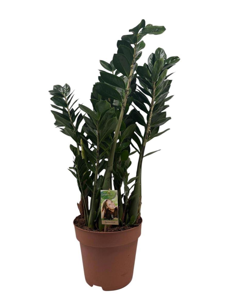 Горшечные цветы и растения оптом Zamioculcas 8+ от 1шт из Голландии с доставкой по России