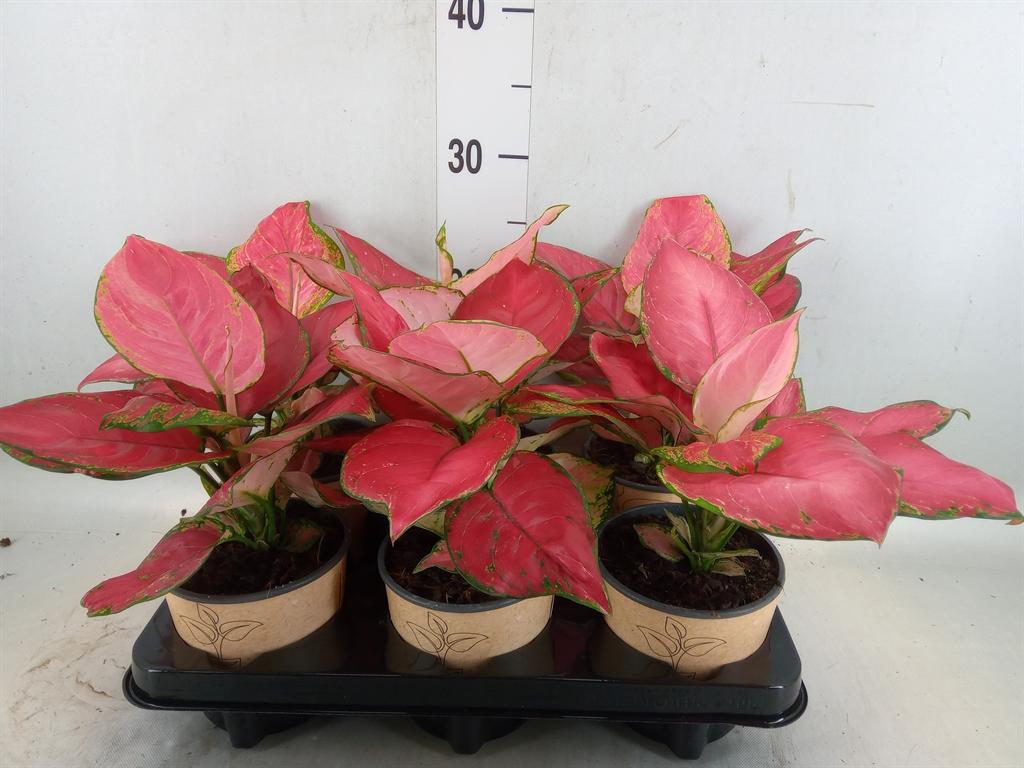 Горшечные цветы и растения оптом Aglaonema   ... от 6шт' из Голландии с доставкой по России