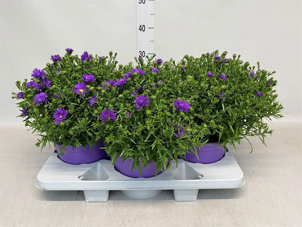 Горшечные цветы и растения оптом Aster   ... от 3шт из Голландии с доставкой по России