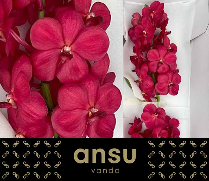 Срезанные цветы оптом Vanda red magic от 25шт из Голландии с доставкой по России