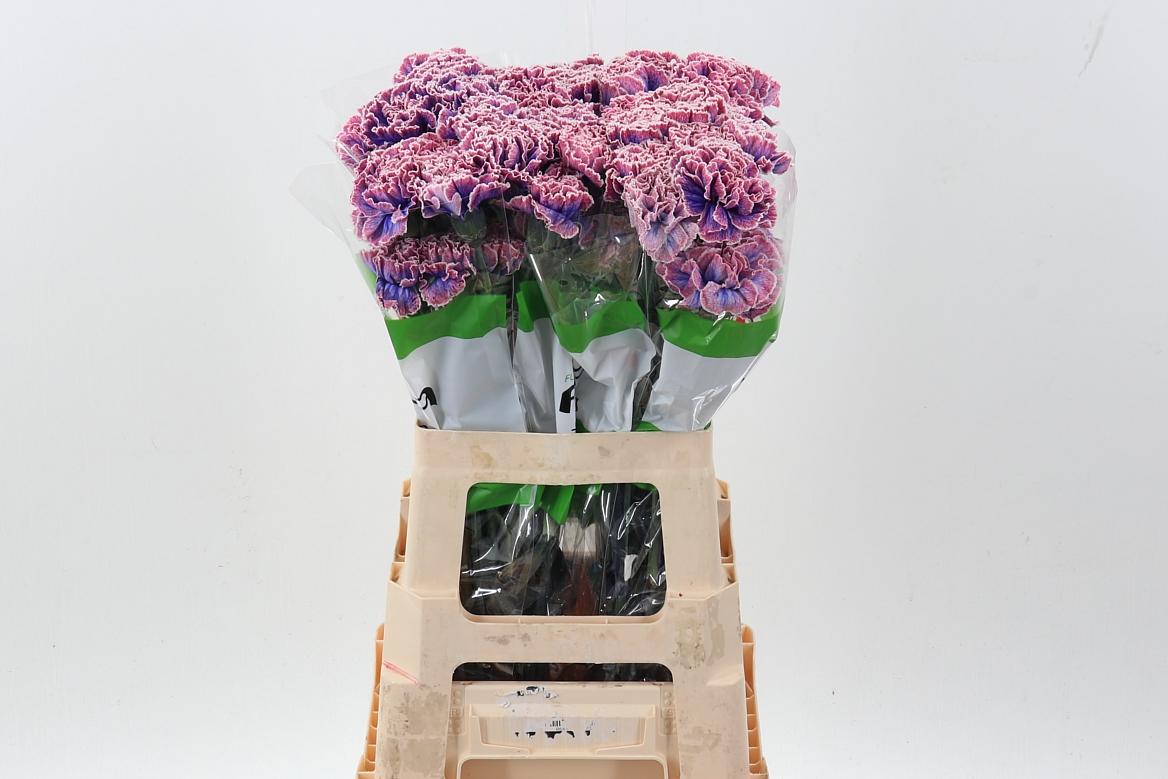 Срезанные цветы оптом Dianthus st paint passion от 80шт из Голландии с доставкой по России