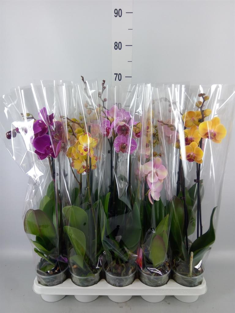 Горшечные цветы и растения оптом Phalaenopsis   ...mix от 10шт из Голландии с доставкой по России