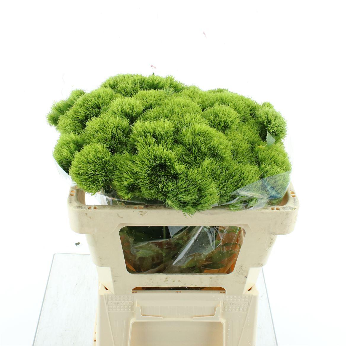 Срезанные цветы оптом Dianthus br green trick от 50шт из Голландии с доставкой по России