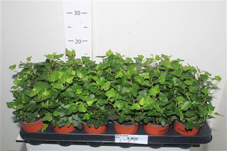 Горшечные цветы и растения оптом Hed He Wonder от 18шт (для телеги) из Голландии с доставкой по России