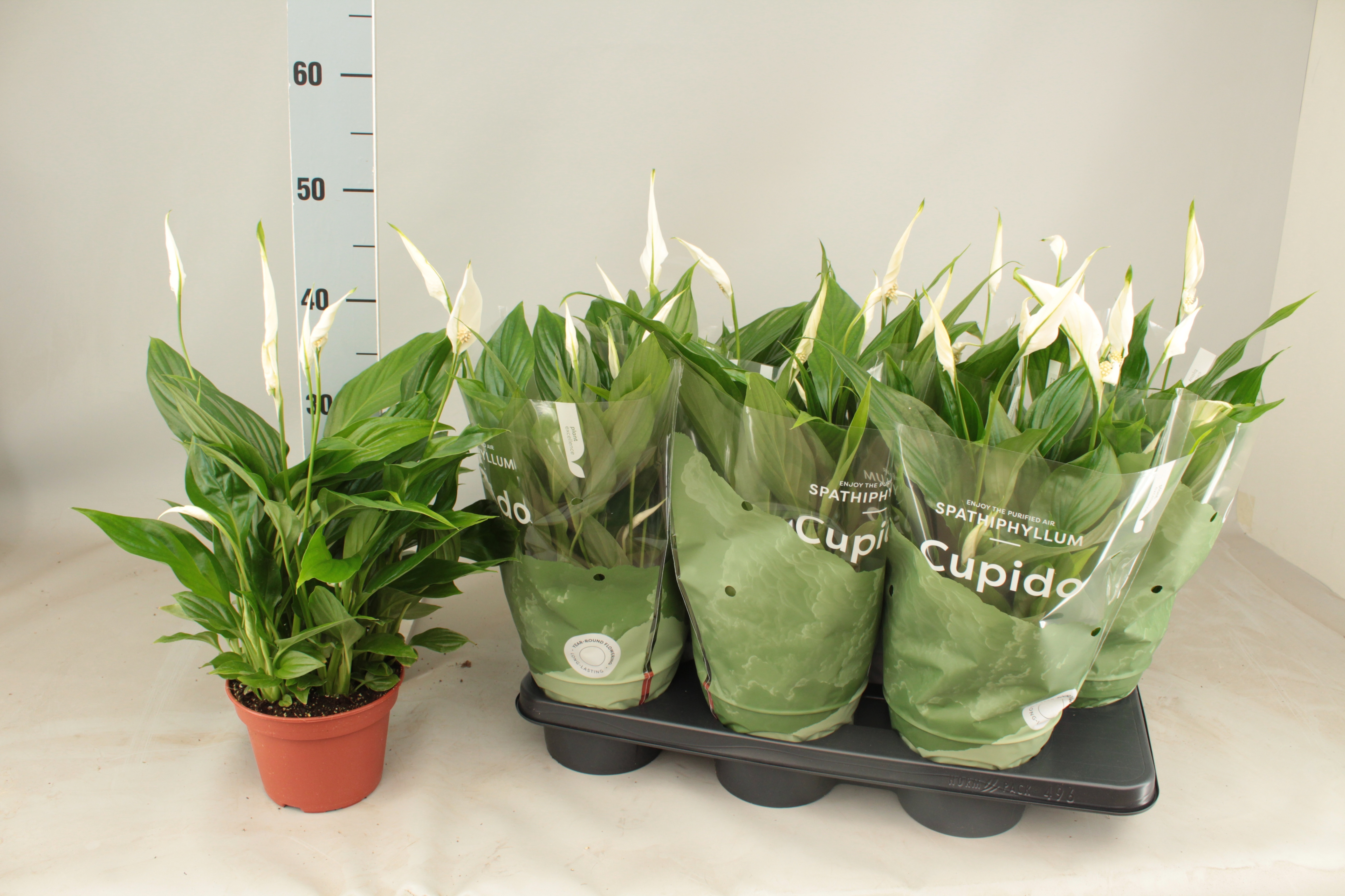 Горшечные цветы и растения оптом Spath Pearl Cupido от 6шт из Голландии с доставкой по России