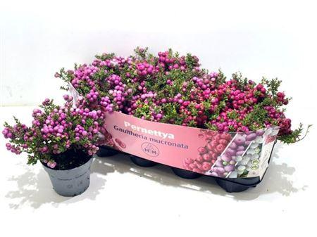 Горшечные цветы и растения оптом Gaulth Mucronata (pernettya) от 8шт из Голландии с доставкой по России