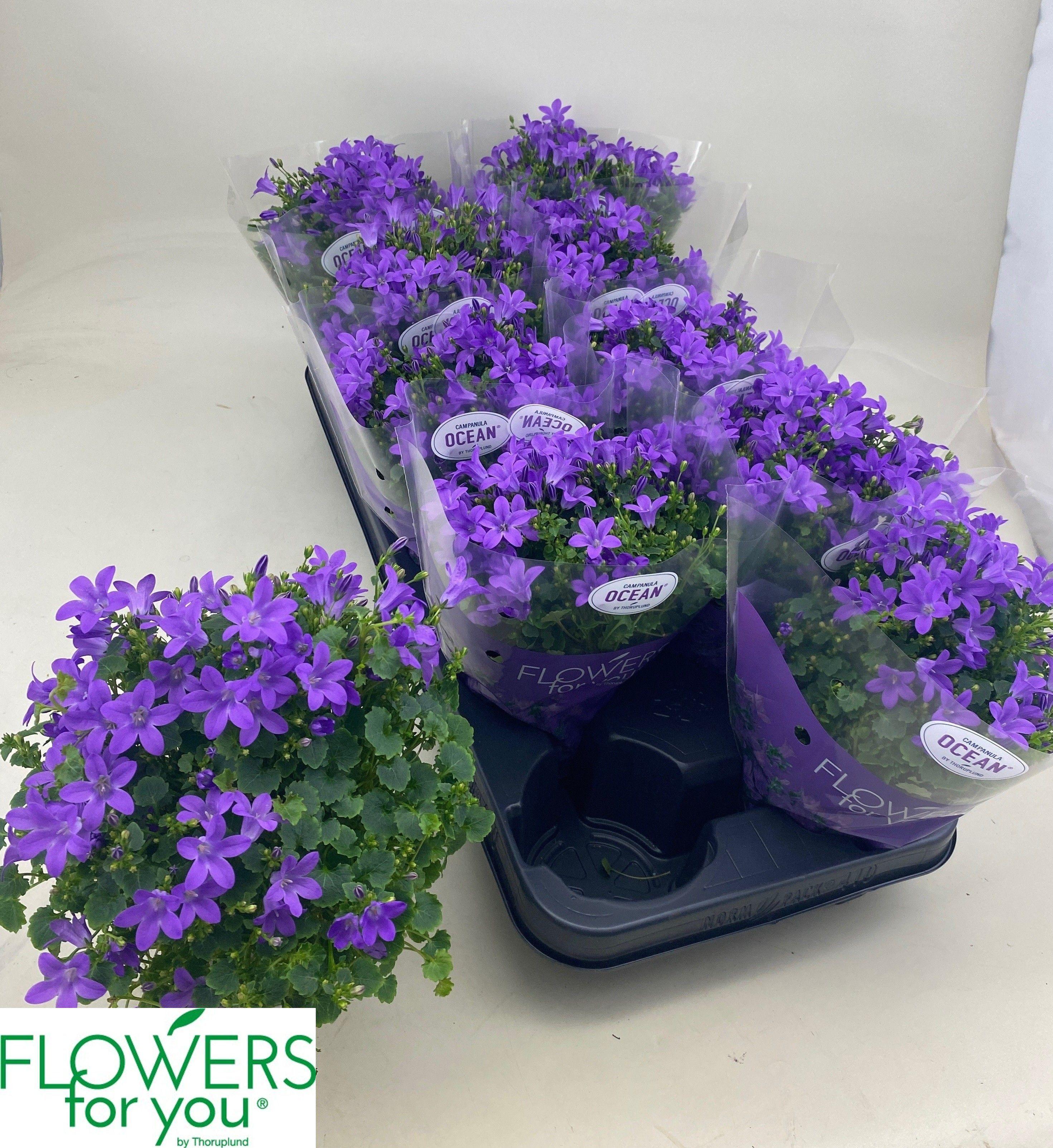 Горшечные цветы и растения оптом Camp Por Ocean от 10шт (для телеги) из Голландии с доставкой по России