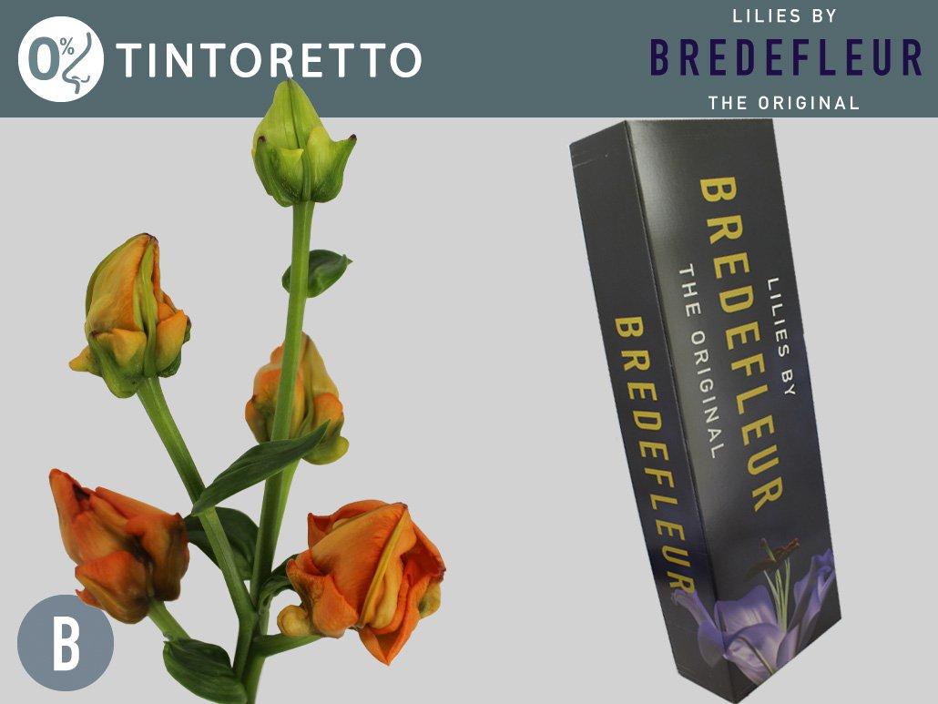 Срезанные цветы оптом Lilium la tintoretto от 60шт из Голландии с доставкой по России