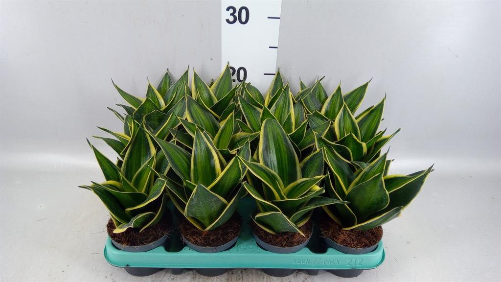 Горшечные цветы и растения оптом Sansevieria Trifa. hahnii A от 12шт (для телеги) из Голландии с доставкой по России