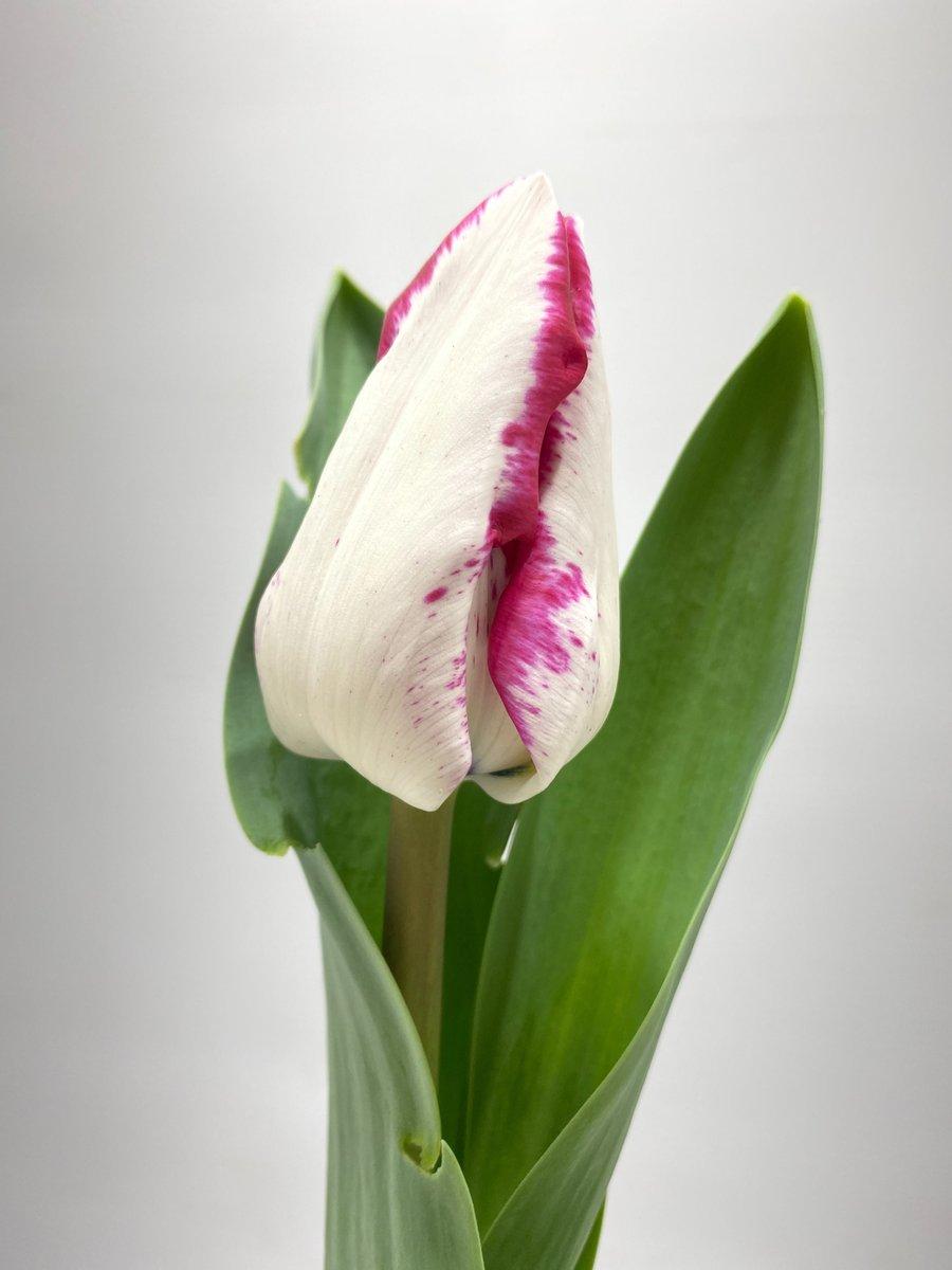 Срезанные цветы оптом Tulipa si coastline от 100шт из Голландии с доставкой по России