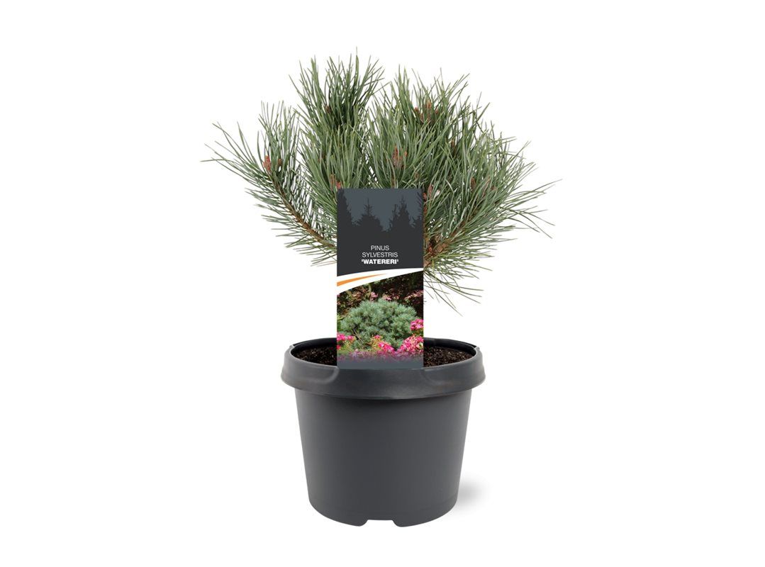 Горшечные цветы и растения оптом Pinus Sylv Watereri от 1шт из Голландии с доставкой по России