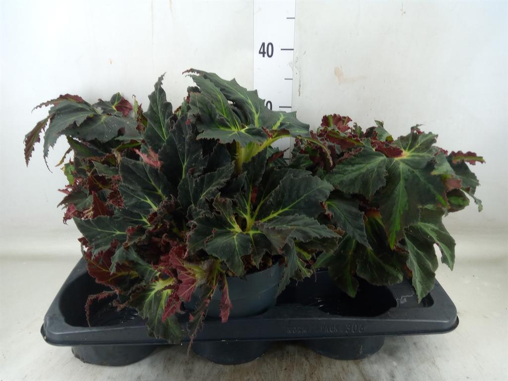 Горшечные цветы и растения оптом Begonia Bd   ... от 3шт (для телеги) из Голландии с доставкой по России