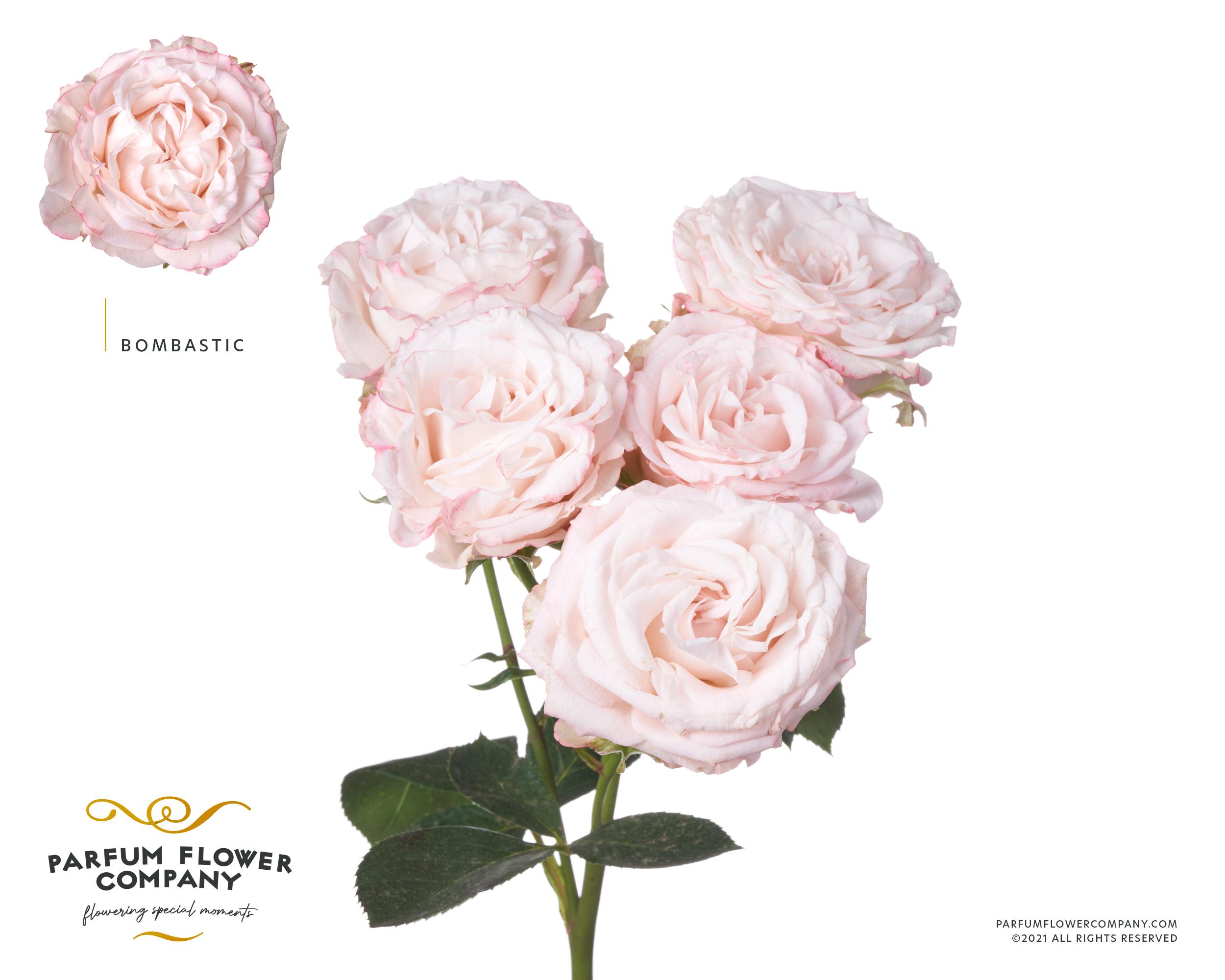 Срезанные цветы оптом Rosa spray bombastic от 12шт из Голландии с доставкой по России