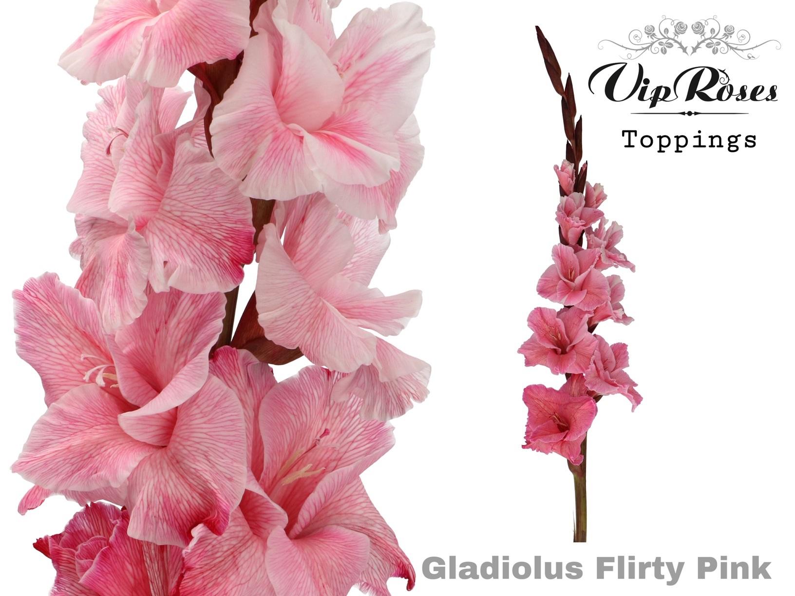 Срезанные цветы оптом Gladiolus la paint flirty pink от 40шт из Голландии с доставкой по России
