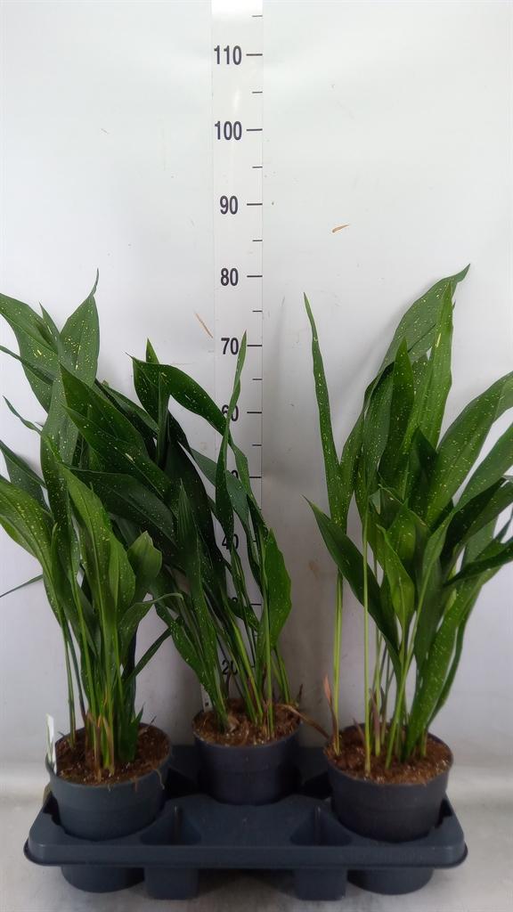 Горшечные цветы и растения оптом Aspidistra Elat. от 3шт из Голландии с доставкой по России