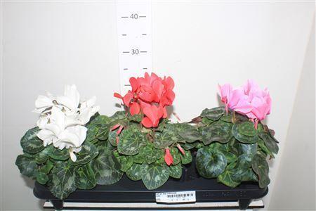 Горшечные цветы и растения оптом Cycl Gr Sup Mammoth от 3шт (для телеги) из Голландии с доставкой по России