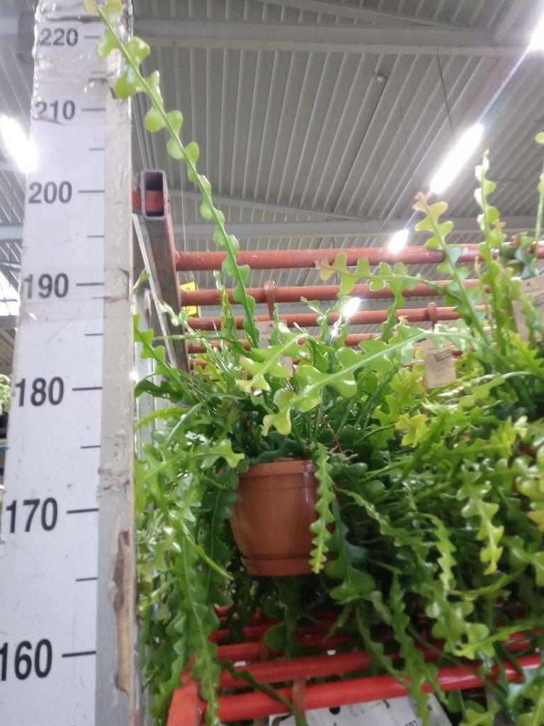 Горшечные цветы и растения оптом Epiphyllum Anguliger от 1шт из Голландии с доставкой по России