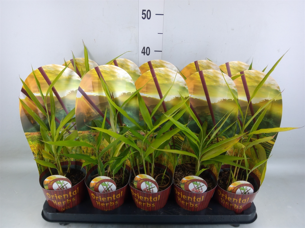 Горшечные цветы и растения оптом Tuinkruiden   ...mix от 10шт из Голландии с доставкой по России