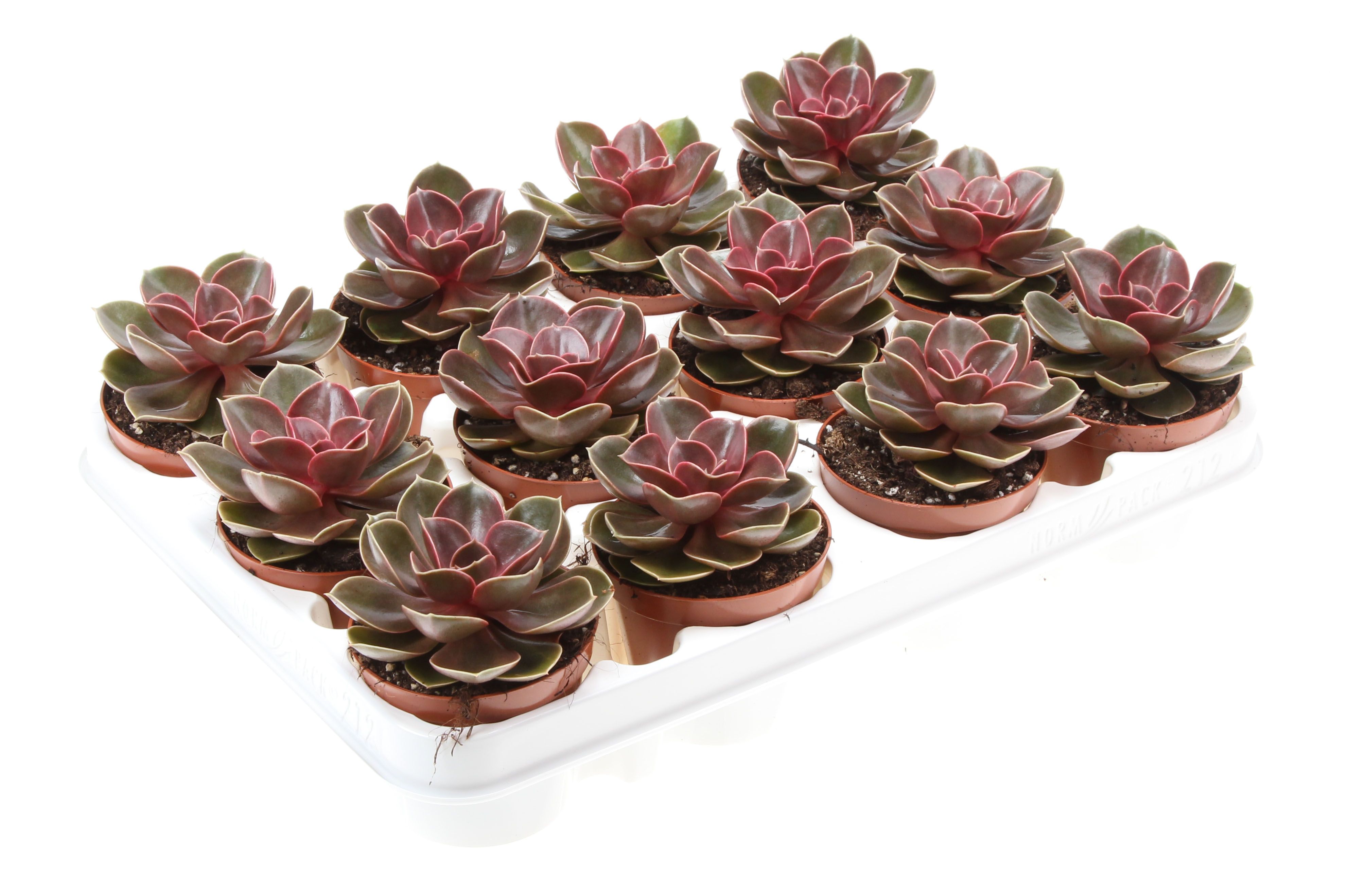 Горшечные цветы и растения оптом Echeveria Magic Parel от 12шт (для телеги) из Голландии с доставкой по России