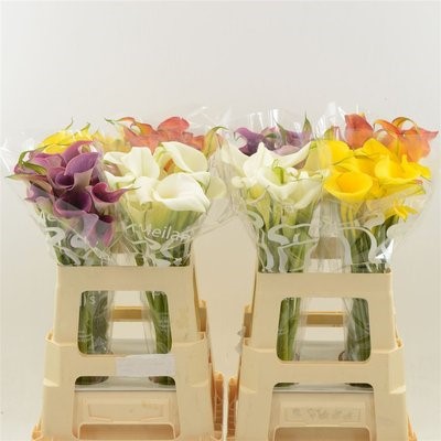Срезанные цветы оптом Zantedeschia mix in bucket от 40шт из Голландии с доставкой по России