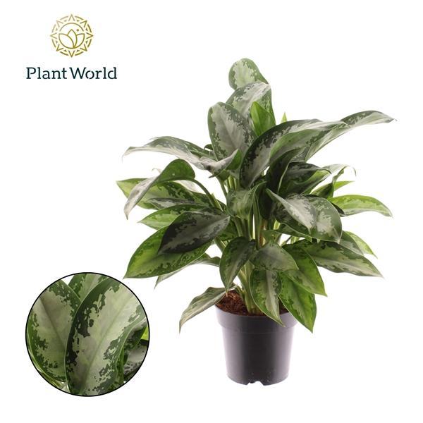 Горшечные цветы и растения оптом Aglaonema Jubilee Petit от 7шт из Голландии с доставкой по России