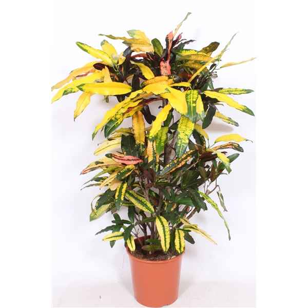 Горшечные цветы и растения оптом Codiaeum Mango Branched от 1шт из Голландии с доставкой по России