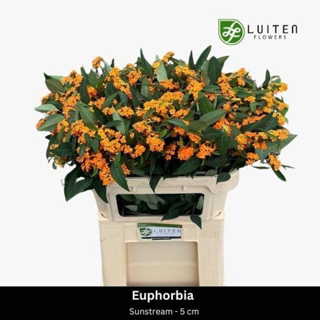 Срезанные цветы оптом Euphorbia sp sunstream от 80шт из Голландии с доставкой по России