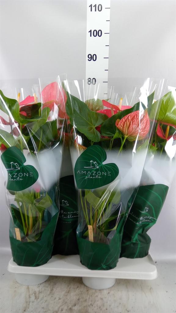 Горшечные цветы и растения оптом Anthurium Andr. colorado от 4шт из Голландии с доставкой по России