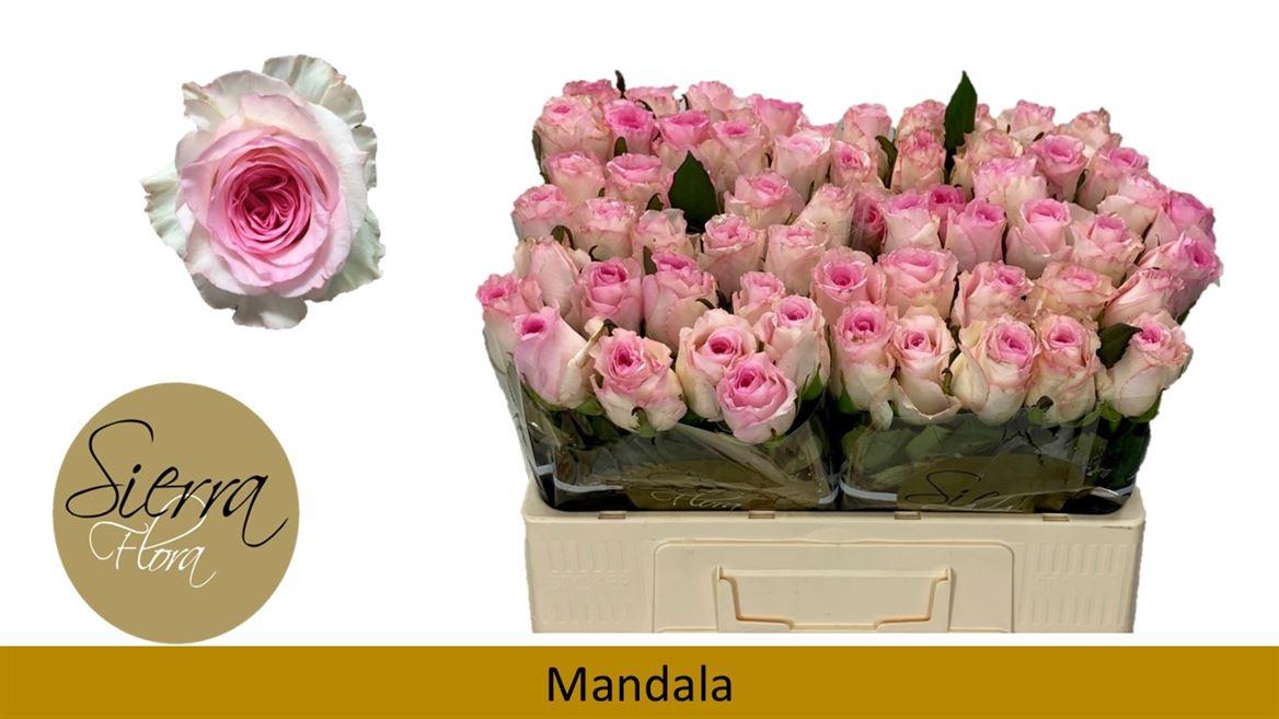 Срезанные цветы оптом Rosa large mandala от 60шт из Голландии с доставкой по России