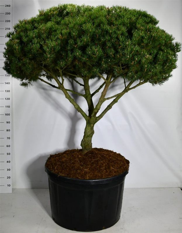 Горшечные цветы и растения оптом Pinus Mugo Laurin от 1шт из Голландии с доставкой по России