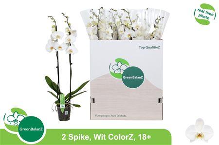 Горшечные цветы и растения оптом Phal Ov Wit 1 Branche 10+ от 12шт из Голландии с доставкой по России