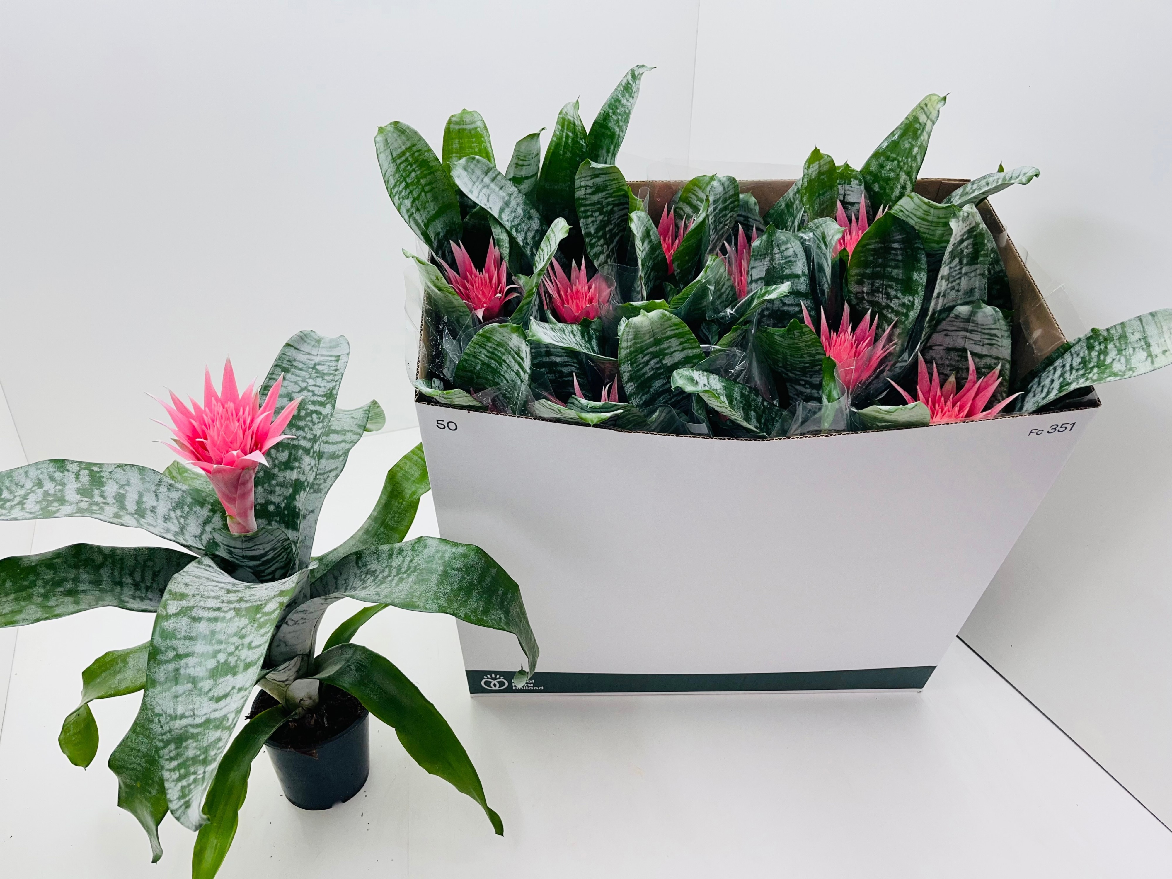 Горшечные цветы и растения оптом Aech Fas Primera от 10шт из Голландии с доставкой по России