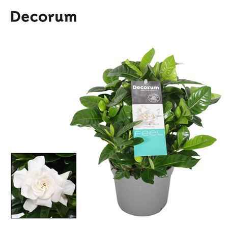 Горшечные цветы и растения оптом Gardenia Jasminoides (decorum) от 6шт из Голландии с доставкой по России