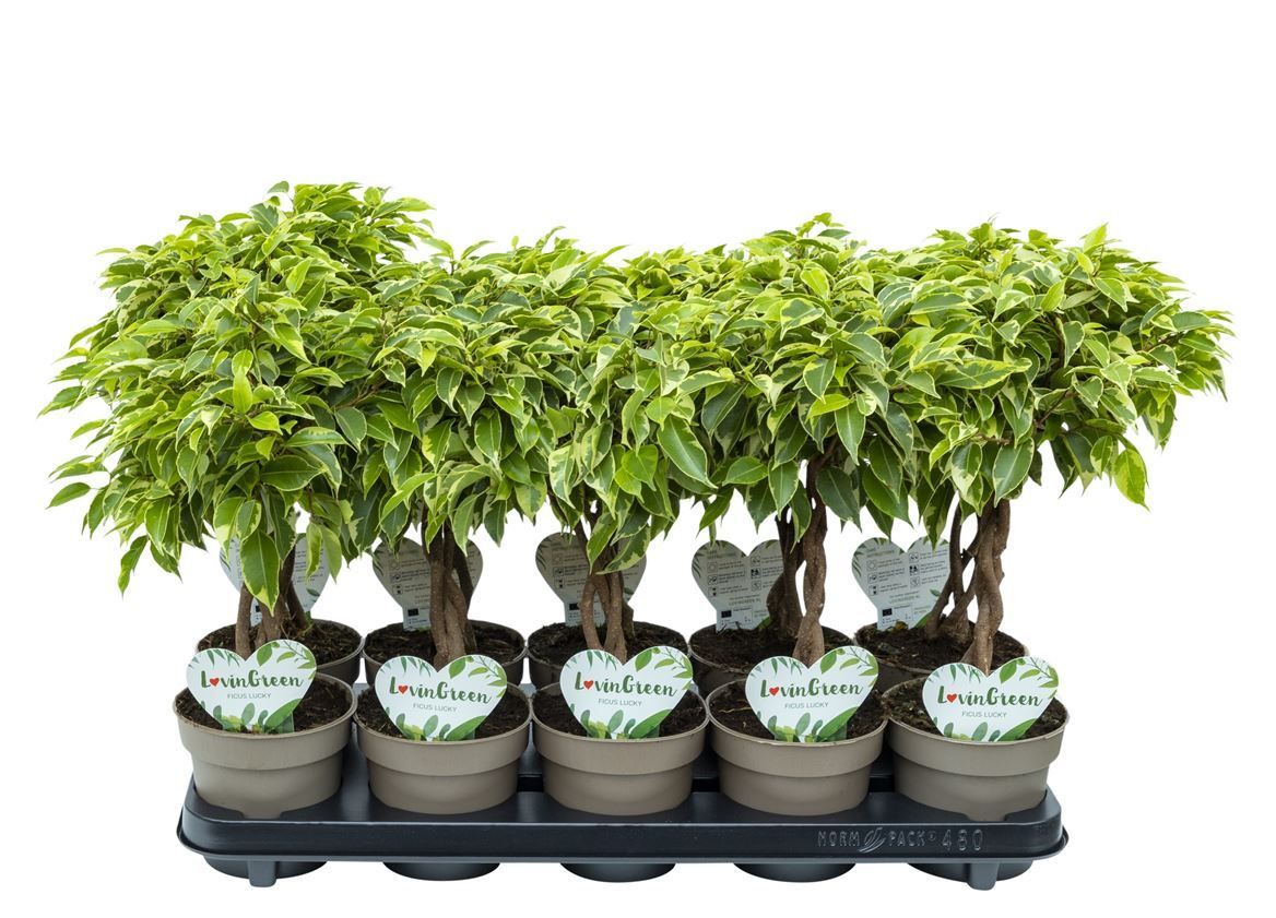 Горшечные цветы и растения оптом Ficus Be Lucky Twisted Stem от 10шт из Голландии с доставкой по России