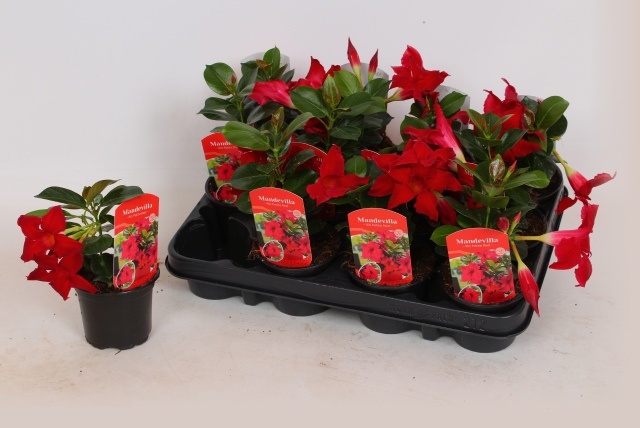 Горшечные цветы и растения оптом Mande Rio Petite Red от 12шт (для телеги) из Голландии с доставкой по России