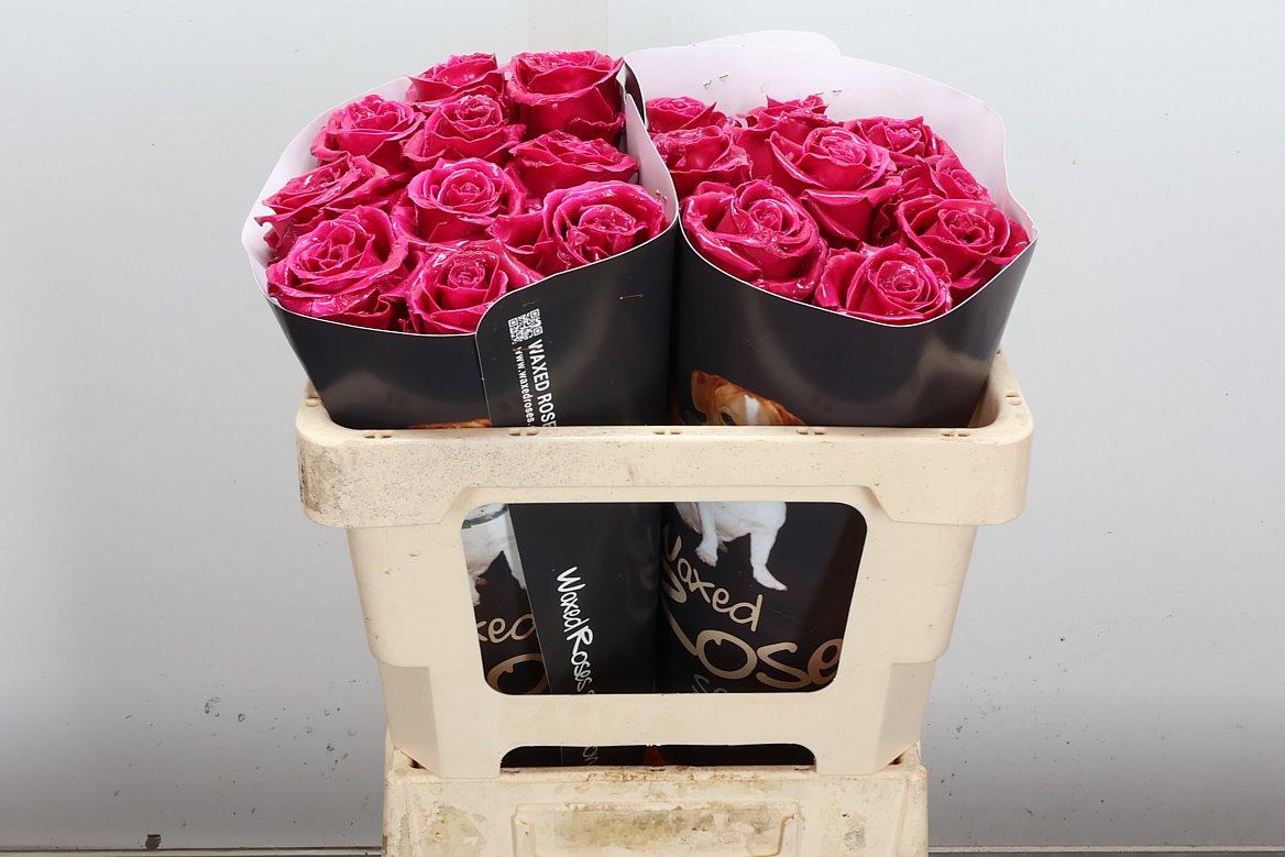 Срезанные цветы оптом Rosa large wax cerise от 20шт из Голландии с доставкой по России