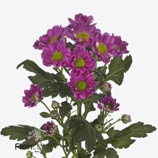 Срезанные цветы оптом Chrys sa rossi splendid от 25шт из Голландии с доставкой по России